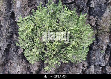 Sogar Scaleort Moos, Radula complanata, ein Cannabinoid Moos aus Finnland Stockfoto