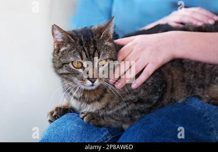 Die Katze mit normaler Farbe liegt bequem auf dem Schoß eines kindlichen Hyggen-Konzepts mit selektivem Fokus Stockfoto