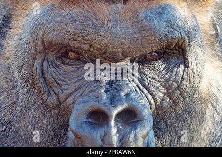 Eine Nahaufnahme der Augen eines Gorillas, der aus einem leicht erhöhten Winkel nach unten zeigt und seine ausdrucksstarken Merkmale zeigt Stockfoto