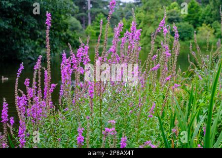 Nahaufnahme der violetten Loosestrife-Blumen, eine hartkrautige, ganzjährige Eingeborene der britischen Inseln mit Himmel und Bäumen im Hintergrund. Stockfoto