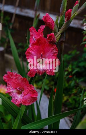 Details der roten Gladioli-Blüten, auch bekannt als Schwertlilie mit schwertartigen Blättern und aufrechten Blumenspitzen. Stockfoto