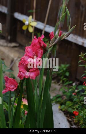 Details der roten Gladioli-Blüten, auch bekannt als Schwertlilie mit schwertartigen Blättern und aufrechten Blumenspitzen. Stockfoto