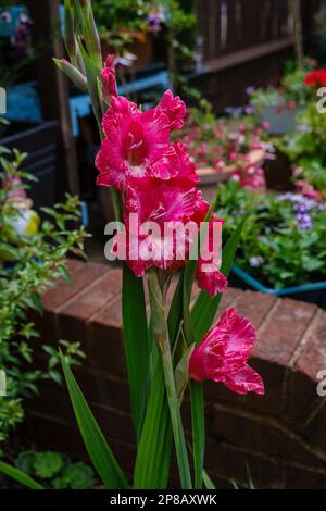 Details der roten Gladioli-Blüten, auch bekannt als Schwertlilie mit schwertartigen Blättern und aufrechten Blumenspitzen. Stockfoto