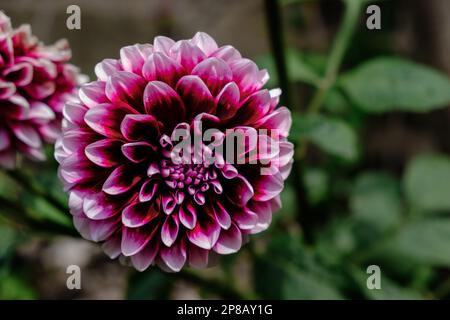 Nahaufnahme der Dahlia-Blume mit Rosinenblüten, weiß verziert. Stockfoto