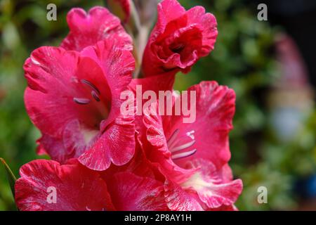 Details der roten Gladioli-Blüten, auch bekannt als Schwertlilie mit schwertartigen Blättern und aufrechten Blumenspitzen. Stockfoto