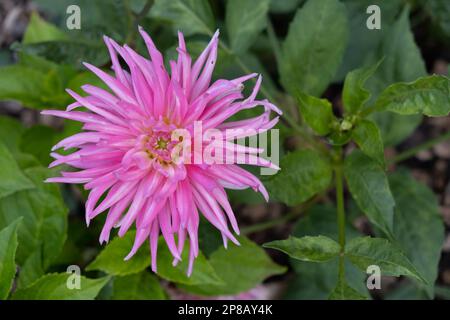 Nahaufnahme der Dahlia Park Princess Blume, umgeben von grünem Laub. Leuchtendes Pink, das bis blassrosa, halbkaktus verblasst. Stockfoto