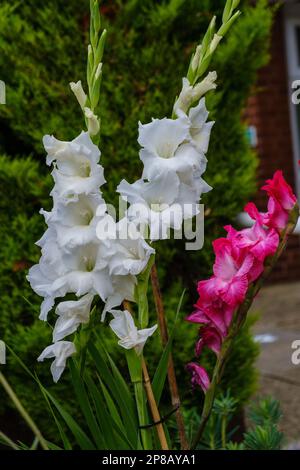 Details weißer und roter Gladioli-Blüten, auch bekannt als Schwertlilie mit schwertartigen Blättern und aufrechten Blumenspitzen. Stockfoto