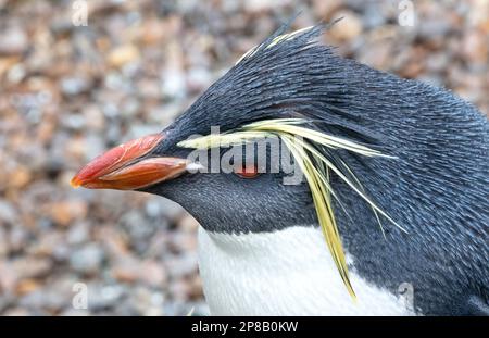 Northern Rockhopper Penguin (Eudyptes moseleyi), selektiver Fokus Stockfoto