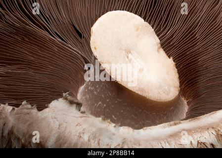 Feldpilz - Nahaufnahme der Kiemen darunter Stockfoto