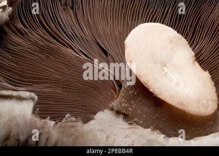 Feldpilz - Nahaufnahme der Kiemen darunter Stockfoto