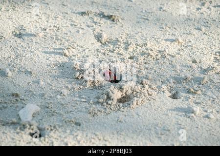 Krabben aus Sandlöchern auf der tropischen Insel Aitutaki. Stockfoto