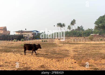 Candolim, Goa, Indien - 2023. Januar: Eine Kuh, die in der ländlichen Küstenlandschaft in der Nähe von Sinquerim in Goa spaziert. Stockfoto