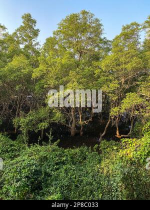 Grüne Mangrovenbäume im dichten Wald am Nebenfluss des Nerul in Sinquerim in Goa. Stockfoto