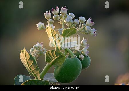 Calotropis Procera die medizinische Blume, die auf unfruchtbarem Land wächst. Stockfoto