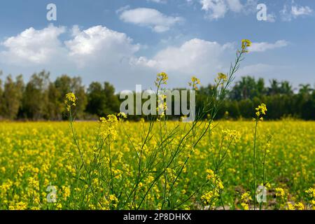 Die wunderschöne Landschaft der Raps blüht auf der Senffarm. Kohlblüten blühen auf den ländlichen asiatischen Feldern. Stockfoto