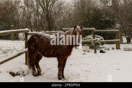 Pferd im Schnee in Nordfrankreich Stockfoto