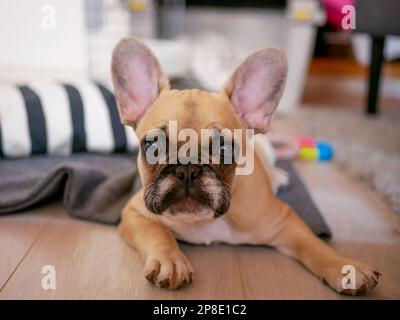 Süßes französisches Bulldoggen-Welpenkraut Stockfoto
