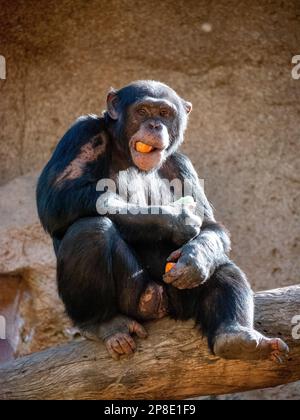 Ein Affe isst, während er auf einem Baumstamm sitzt Stockfoto