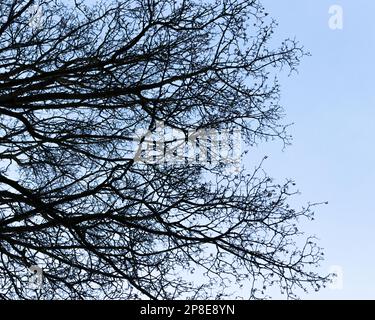 Zweige eines Baumes ohne Blätter Stockfoto
