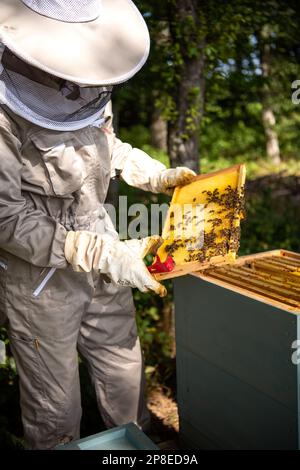 Geschützter Imker kontrolliert Honigwaben mit Honigbienen eines Bienenstocks in der goldenen Sommersonne Stockfoto
