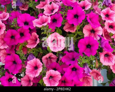 Leuchtende und farbenfrohe Petunienblumen in Nahaufnahme Stockfoto