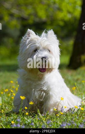 West Highland White Terrier sitzt im Frühling in einem Park Stockfoto