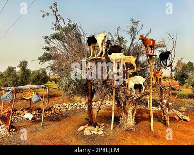 Ziegen stehen in einem Arganbaum bei Essaouira, Marokko Stockfoto