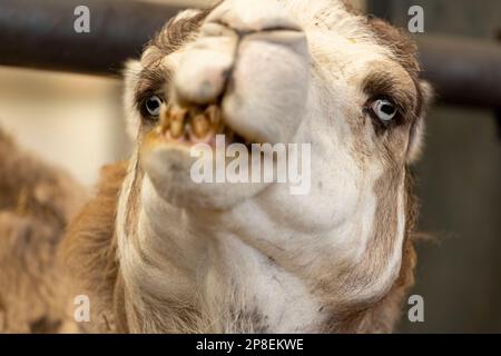 Blauäugige Superverengung eines domestizierten weißen Camelus dromedarius auf einer Kamelmilchfarm. Lebensmittel- und Milchindustrie. Stockfoto