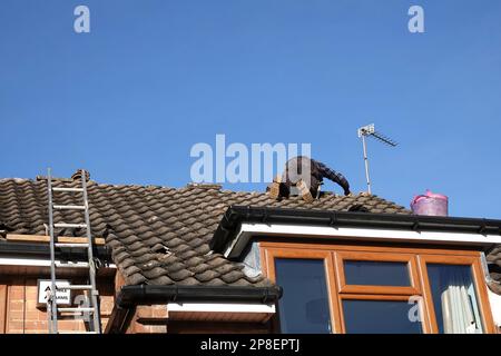 Ein Dachdecker, der Kammfliesen auf dem Dach eines Hauses repariert Stockfoto