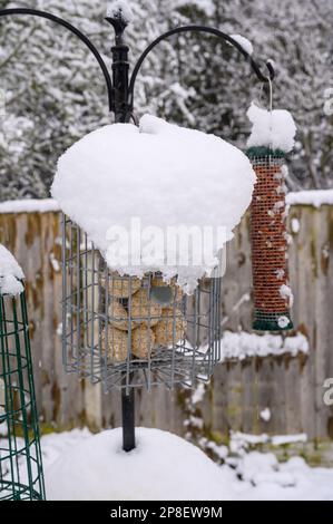 Fatball-Vogelfütterung mit Schnee bedeckt auf einer Fütterungsstation im Garten. Stockfoto