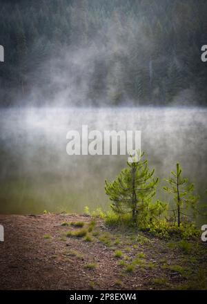 Zwei kleine Kiefern wachsen im Nebel am Ufer des Lake Lemolo, Oregon, USA Stockfoto