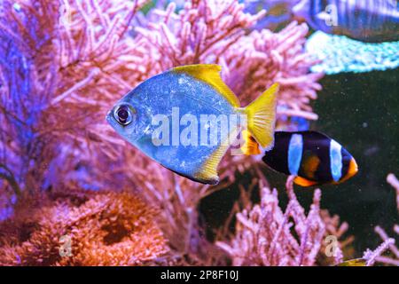 Monodactylus argenteus, Silbermoonyfisch, Silbermondbrasse, Butterbrasse, Diamantenfisch im Meeresaquarium. Tropische Fische im Ozeanariumpool mit Korallenriff Stockfoto