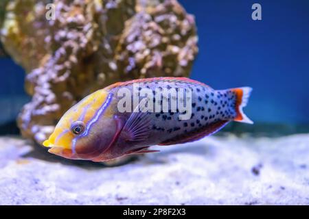 Leuchtend schöne Fischkönigin coris, Coris formosa, schwimmend im Aquarium. Tropische Fische vor dem Hintergrund eines Wasserkorallenriffs im Ozeanarienpool Stockfoto