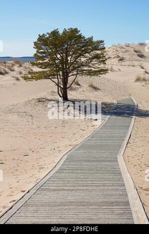 Dünen am Yyteri-Strand mit Holzpfaden im Frühling, Pori, Finnland. Stockfoto