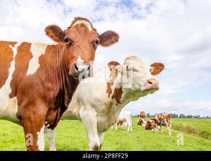 Zwei fröhliche Kühe, die neugierig rot und weiß aussehen, eine vor der anderen in einem grünen Feld unter blauem Himmel und Horizont über Land Stockfoto