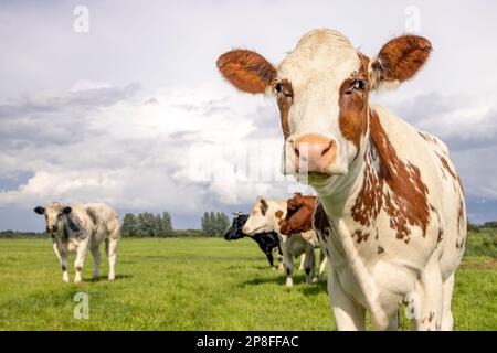 Nahaufnahme der Kuh, die sich rot und weiß nähert und in einem grünen Feld den bedeckten Himmel sieht Stockfoto