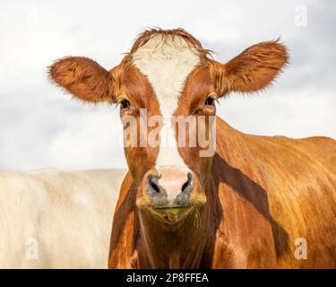 Milchkuhporträt, ein süßes und ruhiges rotes, mit weißem Blaze, rosa Nase und freundlichem und ruhigem Ausdruck, bezauberndem Pelz Stockfoto