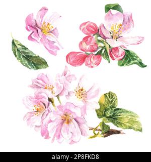 Blumenset aus rosa Blumen eines Apfelbaums auf weißem Hintergrund. Aquarelldarstellung. Wunderschöne Apfelblüten, tolles Design für jeden Purpo Stockfoto