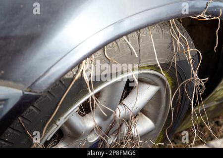 Alte Unkrautvegetation Wachstum auf Rad und Reifen der alten verlassenen Scheune finden Auto Belfast Northern Ireland UK Stockfoto