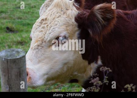 Hereford-Kuhgesicht aus der Nähe Stockfoto