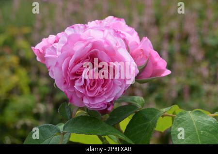 Pink David Austin Rosa „Gertrude Jekyll“ (englische Strauchrose), angebaut in RHS Garden Harlow Carr, Harrogate, Yorkshire. England, Großbritannien. Stockfoto