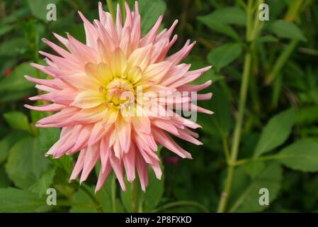 Einzelne blassrosa/gelbe Kaktus-Dahlia „Grenadier Pastelle“-Blume, die in RHS Garden Harlow Carr, Harrogate, Yorkshire, angebaut wird. England, Großbritannien. Stockfoto