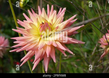 Einzelne blassrosa/gelbe Kaktus-Dahlia „Grenadier Pastelle“-Blume, die in RHS Garden Harlow Carr, Harrogate, Yorkshire, angebaut wird. England, Großbritannien. Stockfoto