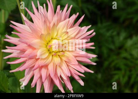 Einzelne blassrosa/gelbe Kaktus-Dahlia „Grenadier Pastelle“-Blume, die in RHS Garden Harlow Carr, Harrogate, Yorkshire, angebaut wird. England, Großbritannien. Stockfoto