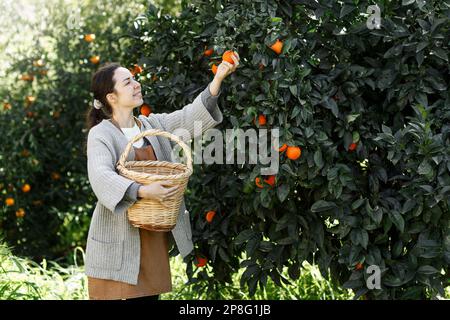 Farmerin von der Orangenfarm. Der Gärtner sammelt Orange in den Korb. Lächelnder Bauer, der frische Orangen auf dem Bauernmarkt zum Verkauf mitbringt. Orange fa Stockfoto