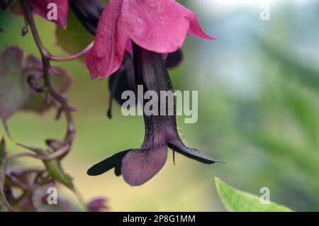 Einzelne Rhodochiton Atrosanguineus (Purple Bell Vine) Blume, die in RHS Garden Harlow Carr, Harrogate, Yorkshire, angebaut wird. England, Großbritannien. Stockfoto