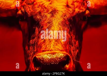 Ein ausgestopfter Kopf eines Tieres, speziell ein ausgestopfter Kopf eines Bullen, der an einer Wand befestigt ist. Stockfoto