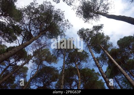Treetops (Forest Bathing 'Shinrin Yoku') in der Nähe des Wainwright 'Raven Crag' Thirlmere, Lake District National Park, Cumbria, England, Großbritannien. Stockfoto