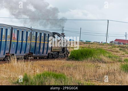 Die Miniatur-Dampfeisenbahn Romney, Hythe & Dymchurch (RH&DR) fährt auf der 13 km langen 15 zur Dungeness Station in der Stadtbahn Stockfoto