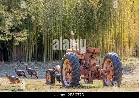 Der alte Farmall-Traktor sitzt auf einem Feld mit Truthähnen Stockfoto